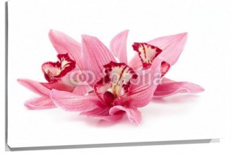 Lienzo Orquideas rosas con fondo blanco